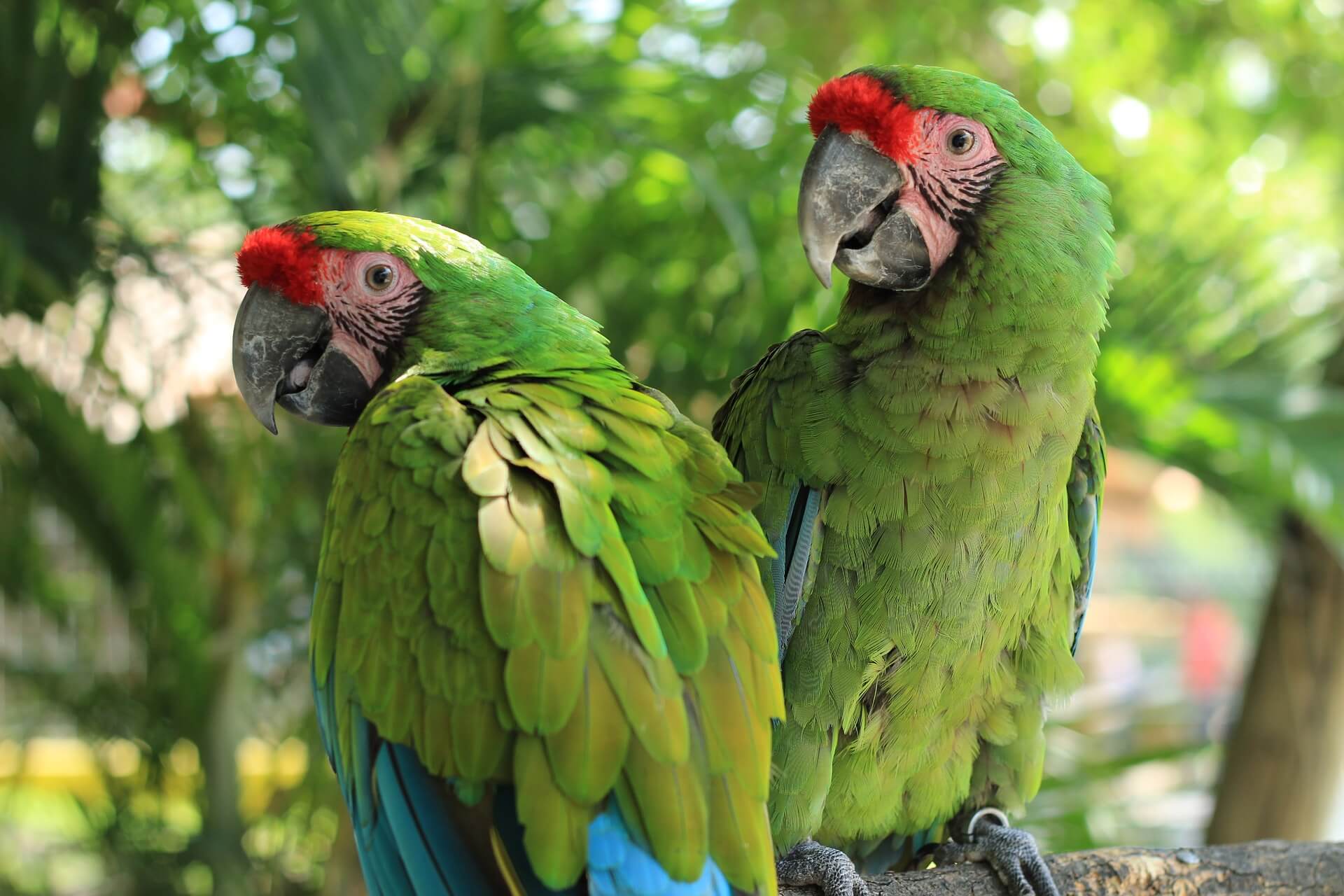 Fauna de la selva maya beneficiada por el árbol ramón