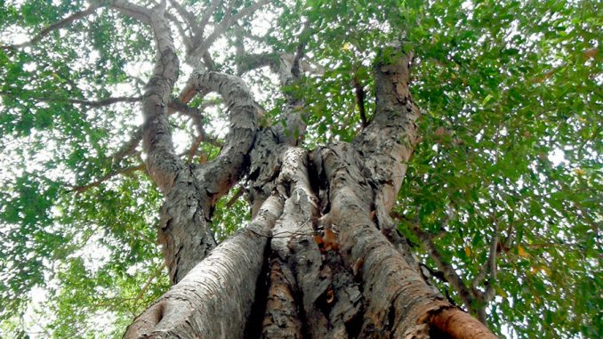 Árbol de Ramón mostrando su tamaño y copa densa