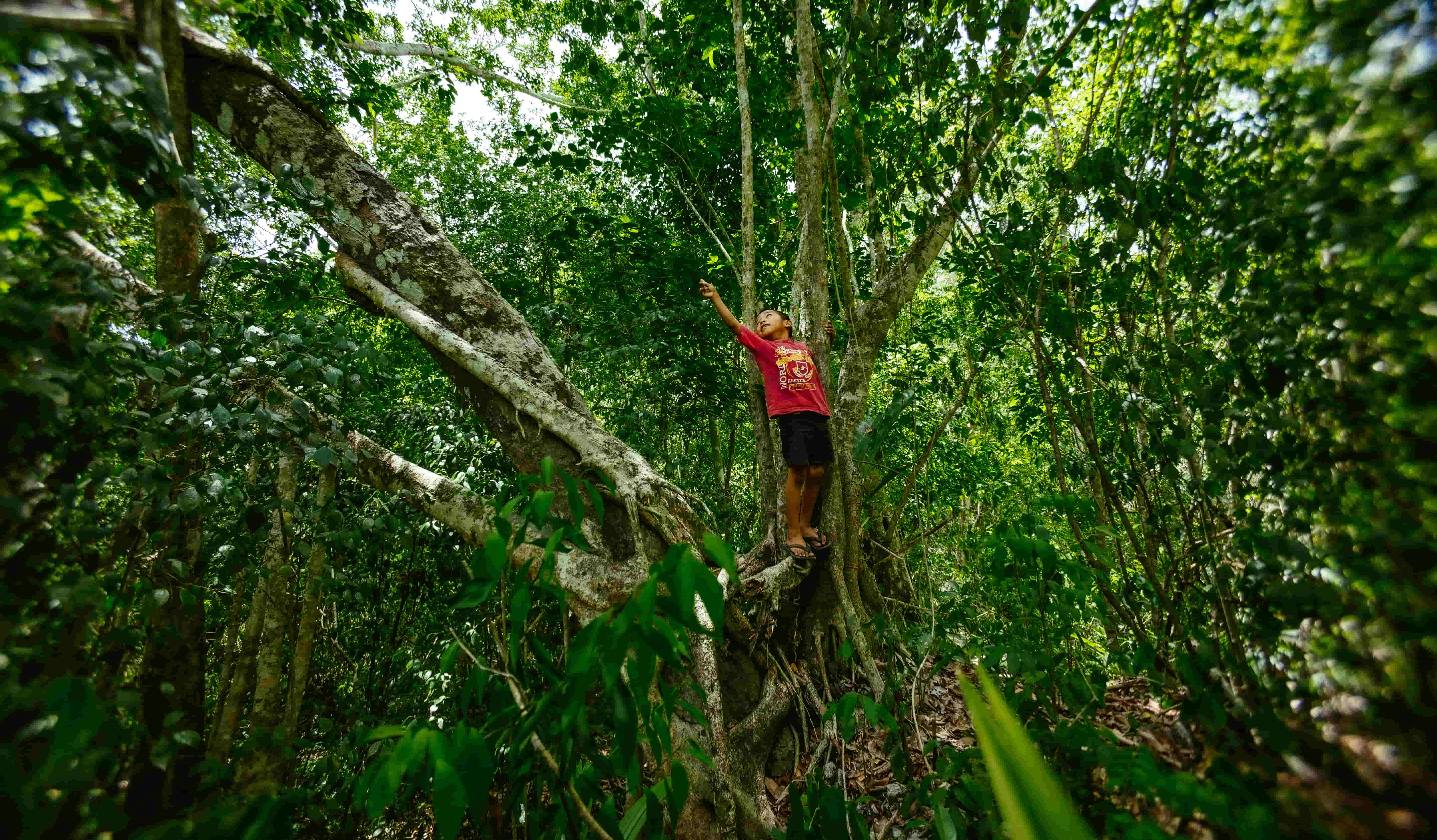 Imponente Árbol de Ramón Kuntal Che